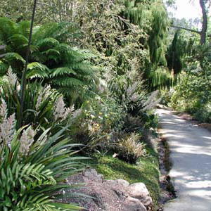 a trail surrounded by green plants 