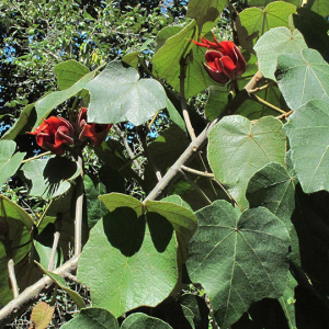 a branch with red flowers and large green leaves 