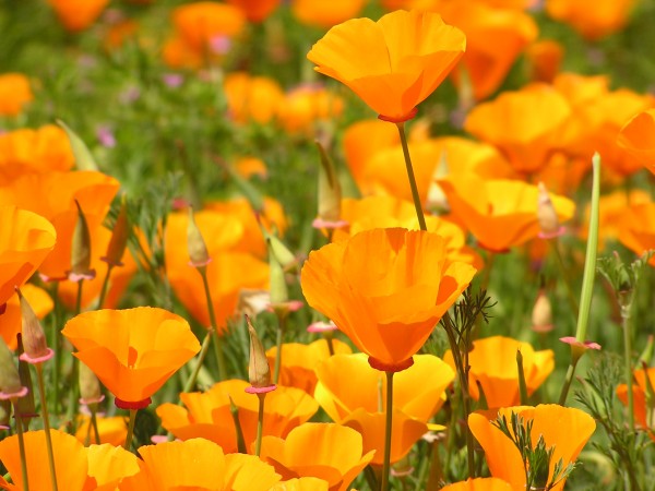 a picture of oranage Eschscholzia californica flowers 