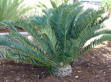 a picture of a cycad trispinosus