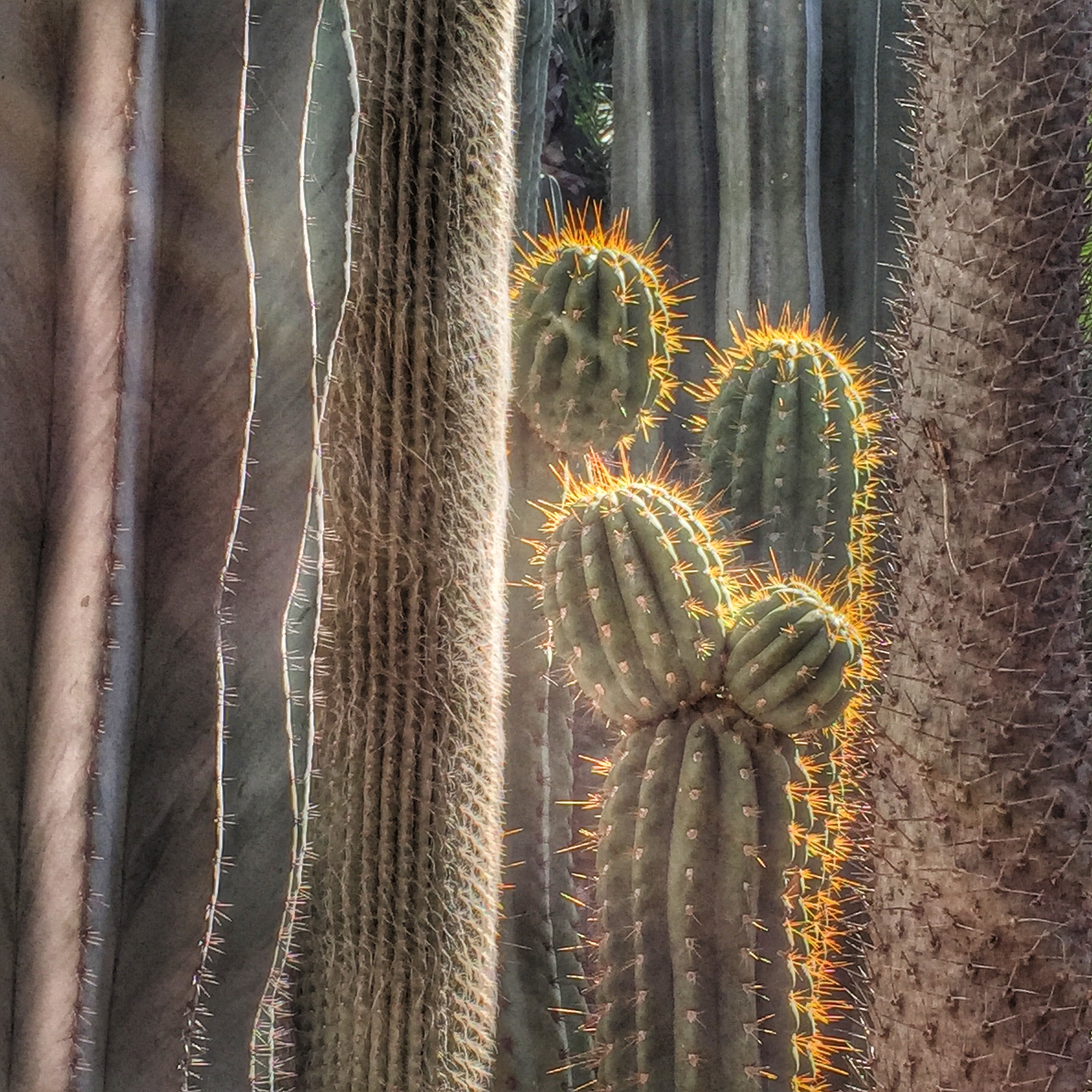 Cacti in the famous 12-acre Majorelle Garden - Marrakech, Morocco.