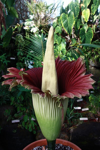a photo of the corpse flower, surrounded by other green plants 