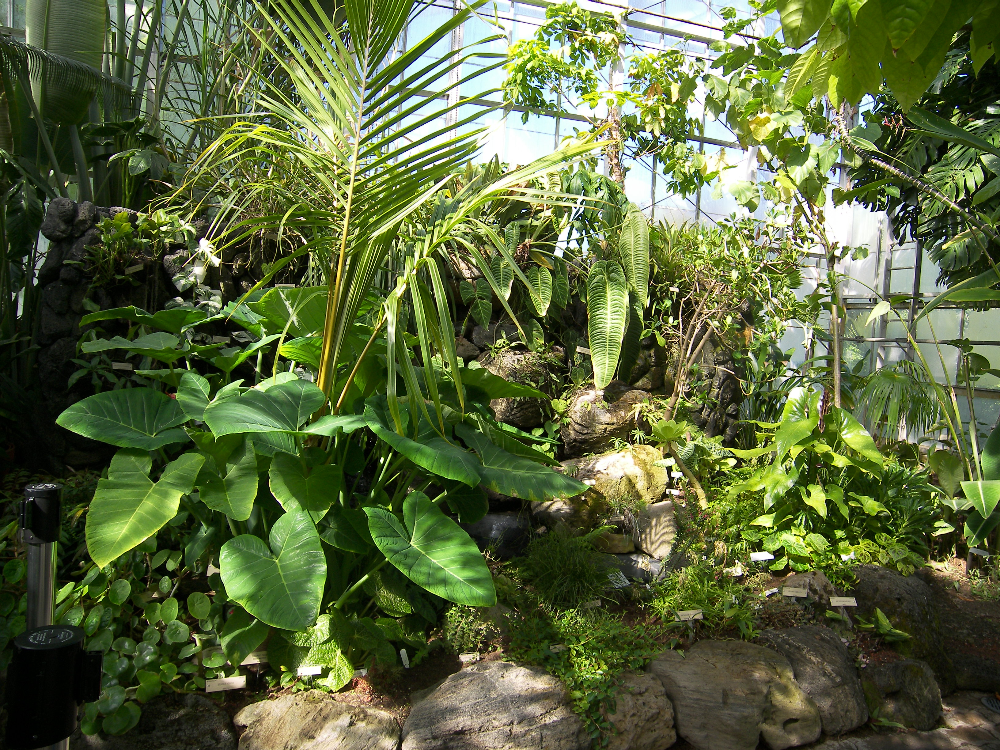 Tropical House 7 20 07 Jw Uc Botanical Garden