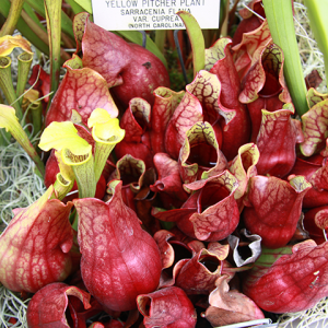 a yellow pitcher plant its red with green leaves 