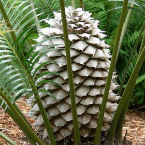 a large cycad 