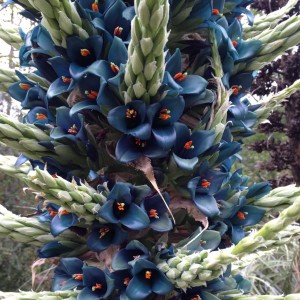 a plant with blue flowers and spiky fuzzy leaves 