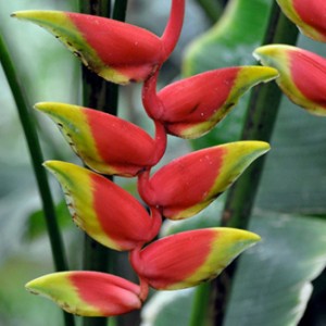 a plant with a red base and green tip 