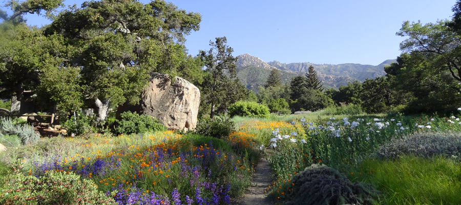 a trail surrounded by lavander and oranage, yellow and green plants 