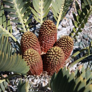 the waterberg cycad , its center is red and has green leaves