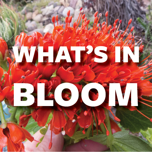 What's in Bloom - August