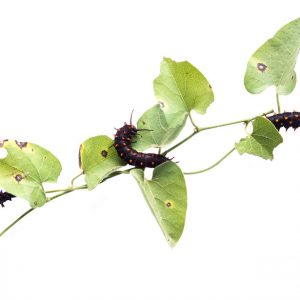 Artful caterpillars photographed on a vine against a white background