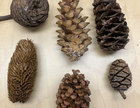 An image of pine cones of different shapes and sizes