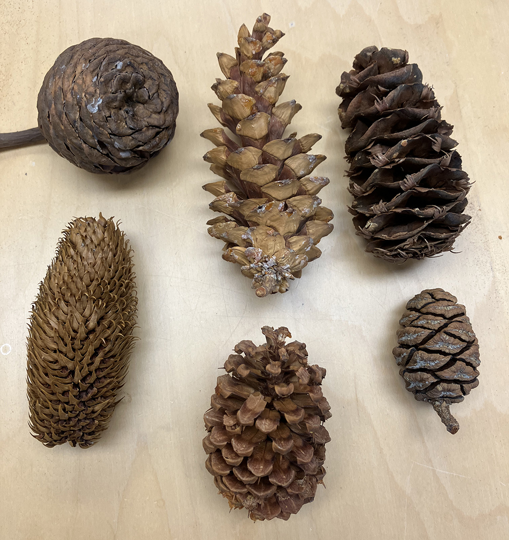 An image of pine cones of different shapes and sizes