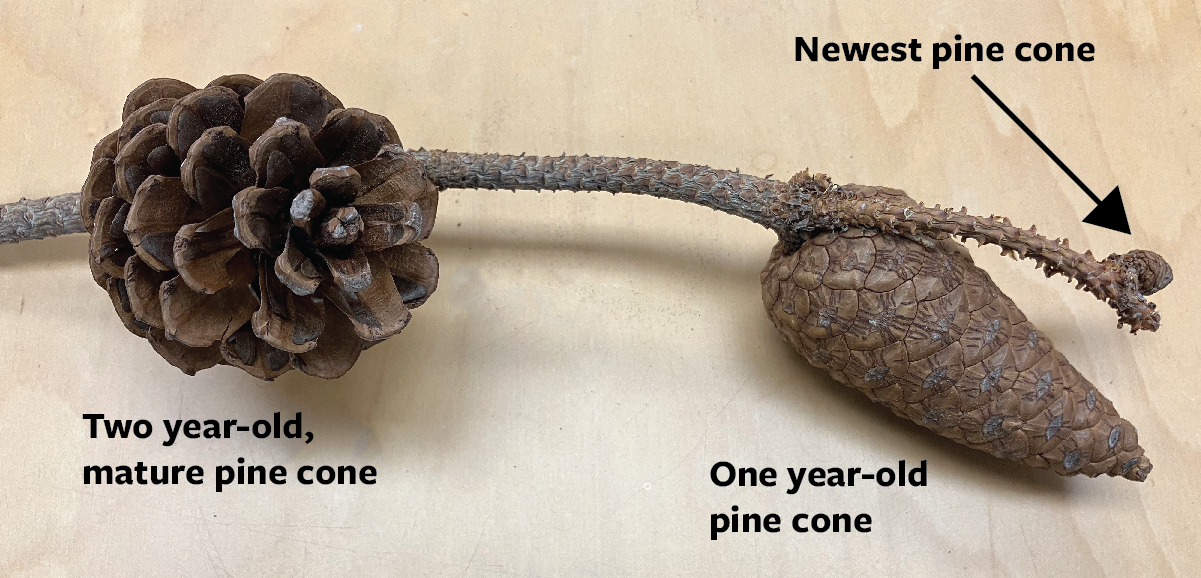 An image of pine cones on a tree limb