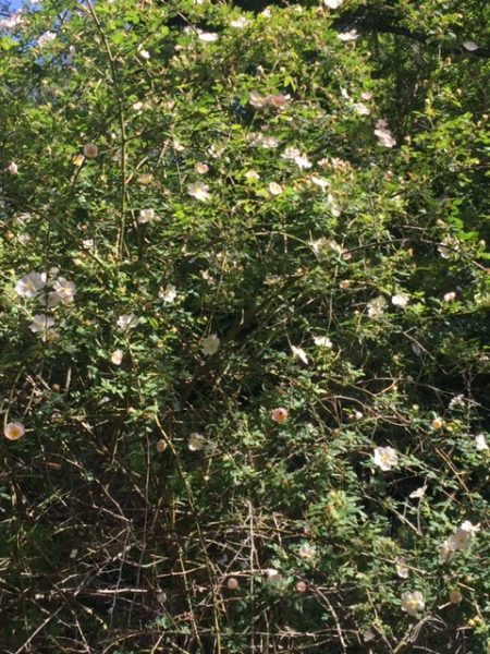 Draping rose bush with many white flowers