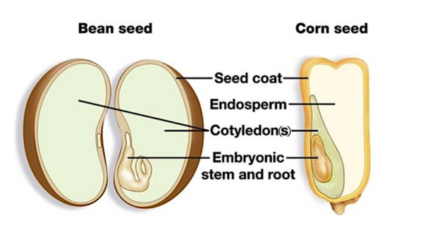 A diagram of the cross-section of two seeds with text