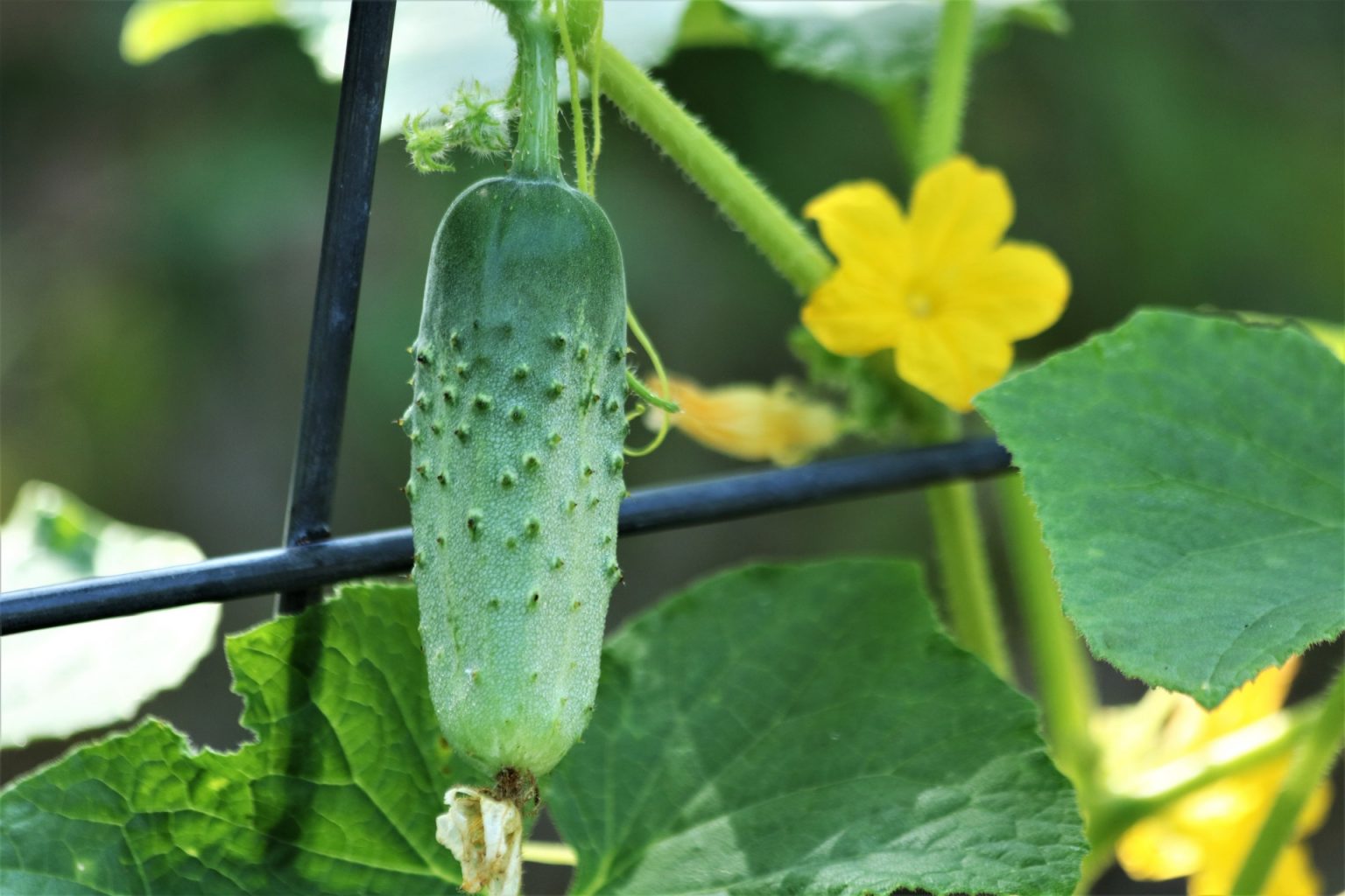 Growing Cucumbers - UC Botanical Garden