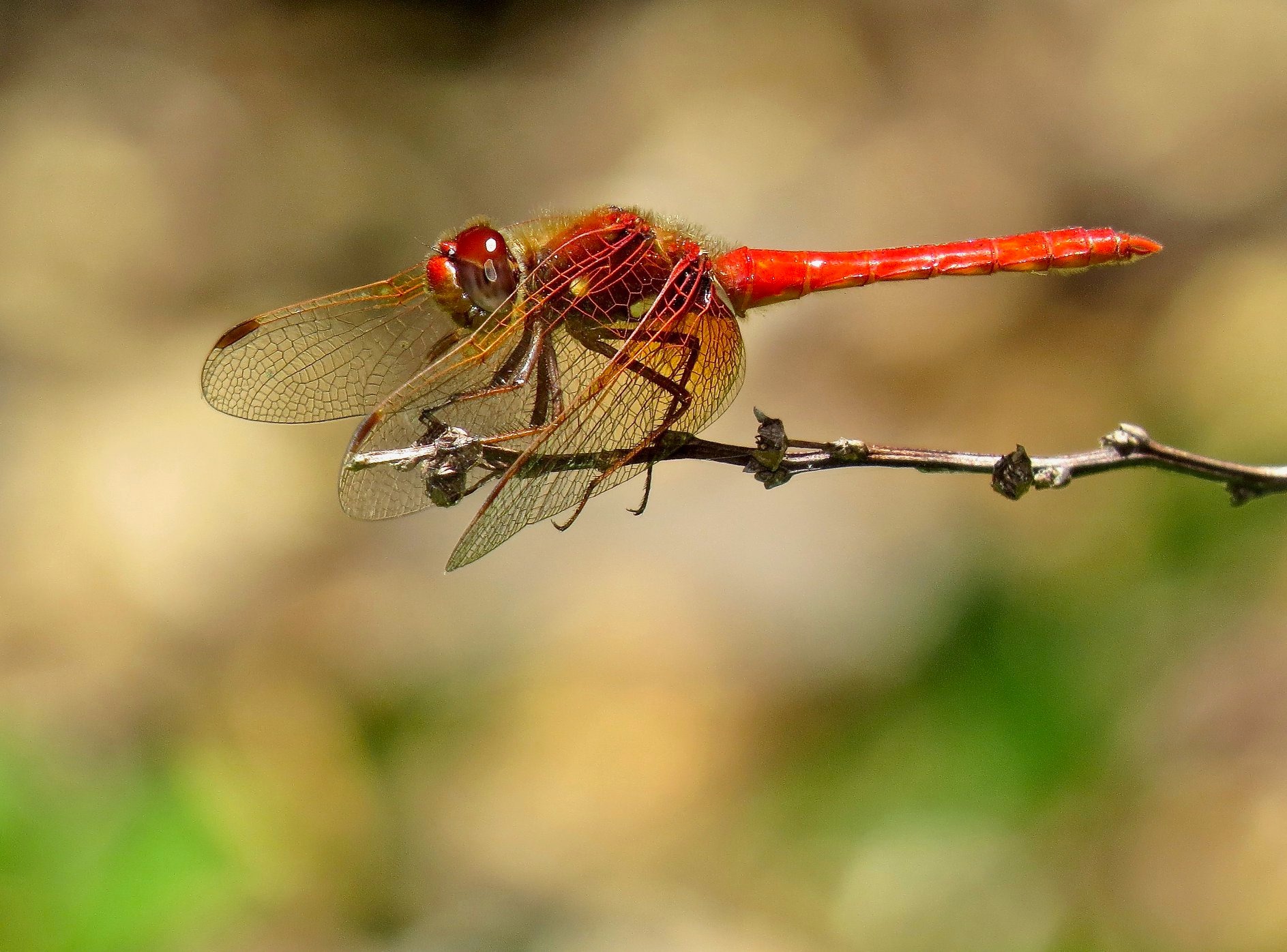 Red dragonfly perched on a twig