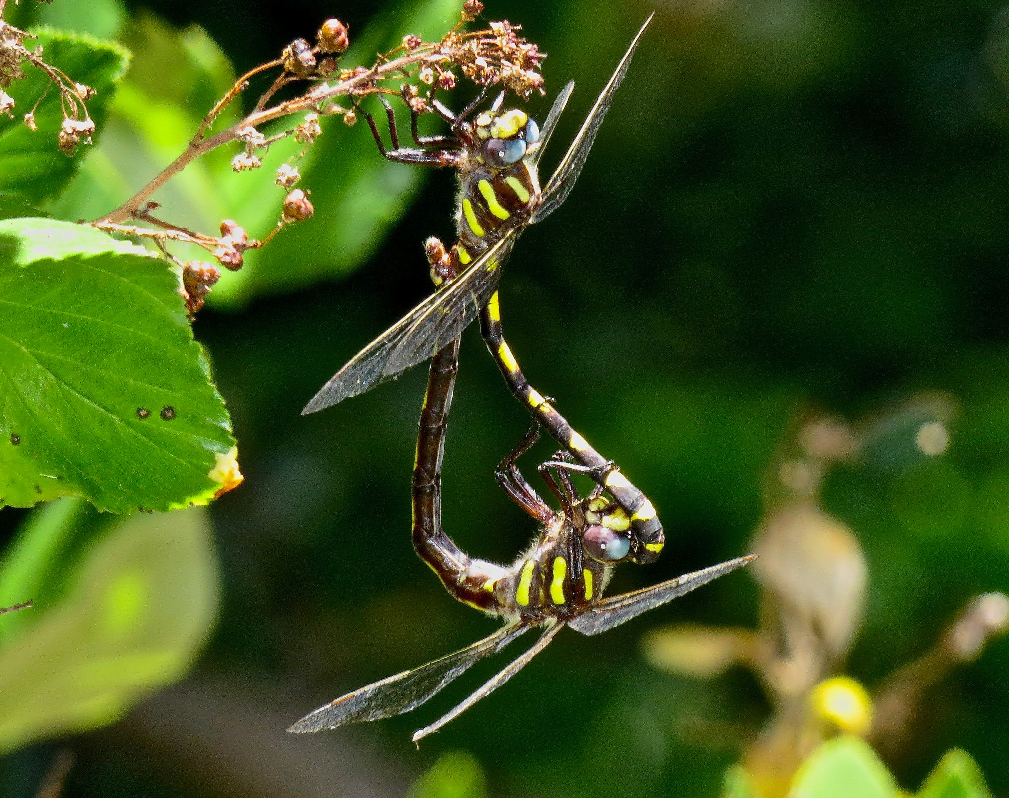 Two yellow and black dragonflies mating