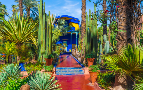 a red pathway leading to a blue house surrounded by a variety of cactus and green plant 