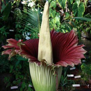 a photo of the corpse flower