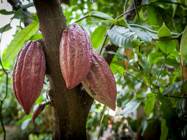a cacao tree with tree cacao seeds 