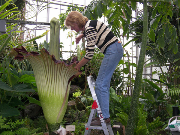 a garden member taking care of the corpse flower