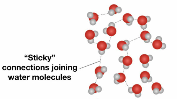 A diagram that shows how water molecules stick together