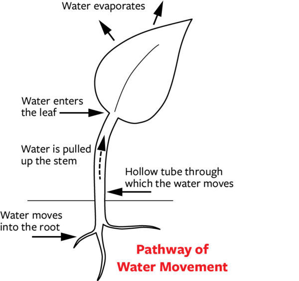 A diagram that shows how water moves through a plant