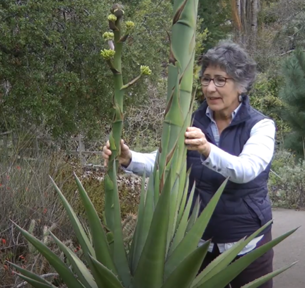 docent interacting with agave plant