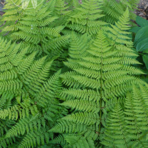 mutiple green ferns 