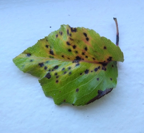 Sample leaf at clinic with leaf spot.