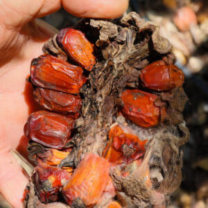 a poor mans cycad, its seeds are red/orange 