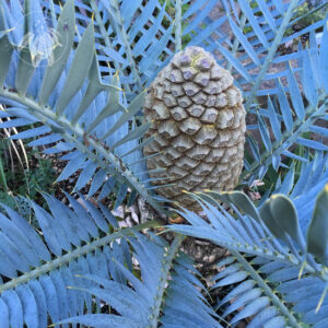 a large cycad 