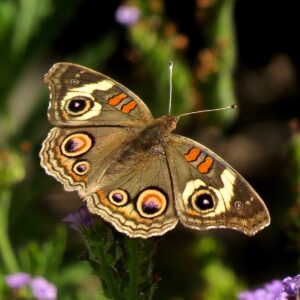 Picture of a Common Buckeye butterfly