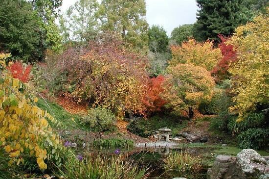 the Japanese pool garden surrounded by oranage and red trees during fall 