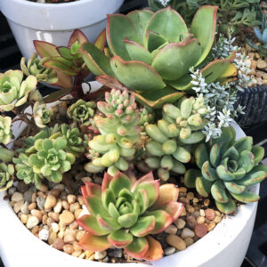 A photo of succulents in a white pot