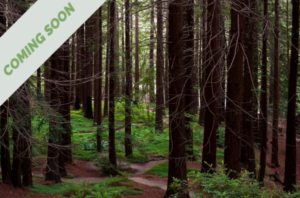 a photo of a trail surrounded by dark trees, this link is coming soon not available currently 