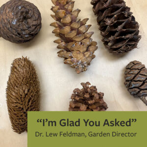 An image of six pine cones that are different shapes and sizes
