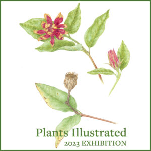 A color illustration of a flowering plant with text