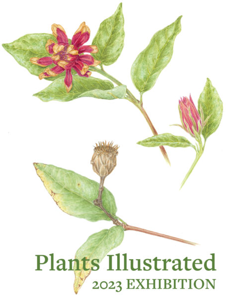 The Plants Illustrated logo