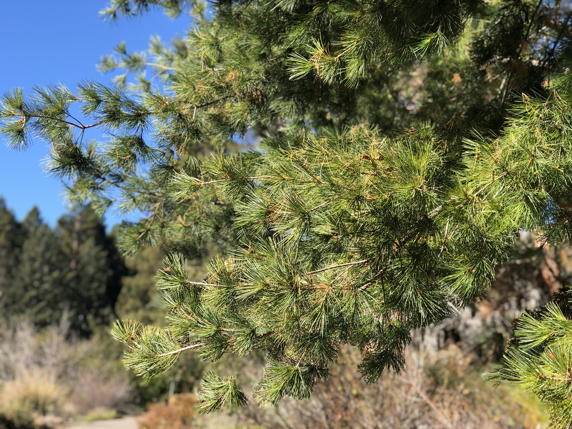 An image of a tree with pine needles