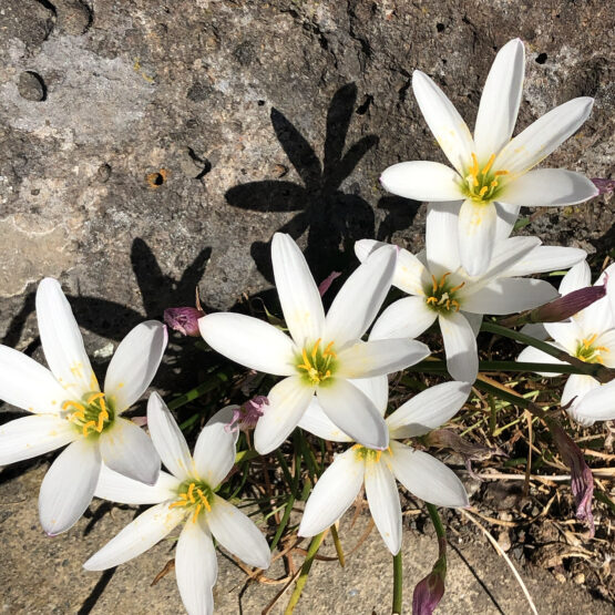 An image of white flowers in front of a rock