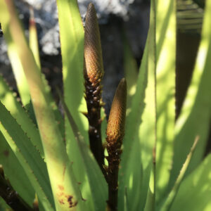 An image of a bud on an aloe plant