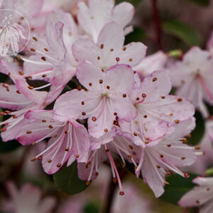 A photo of pink and white flowers
