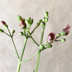 A photo of the green stems of a plant with maroon red flower buds