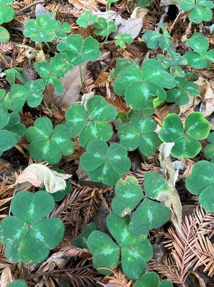 A photo of many of the same plant called Oxalis, with three leaflets per plant