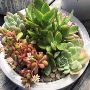 A small white planter with several succulents of various colors and textures