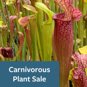 Text that reads Carnivorous Plant Sale
