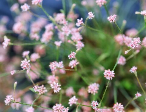 A close-up image of a plant with small pink flowers against a green background
